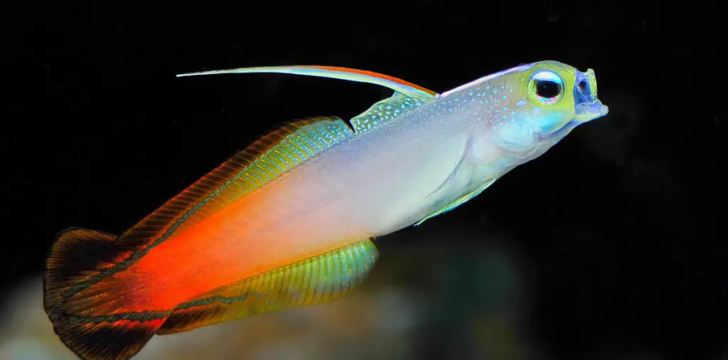 firefish needing the best aquarium wave maker