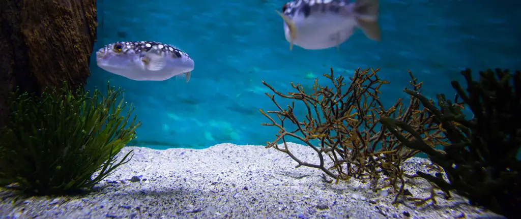 fish swimming above the best fish tank sand