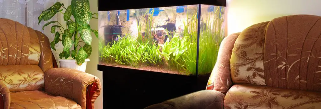 fish tank at home best protein skimmer