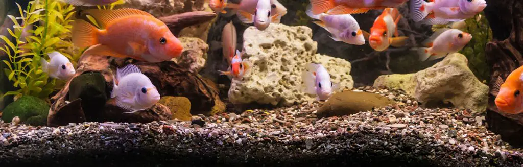 fish tank with gravel and lots of fish