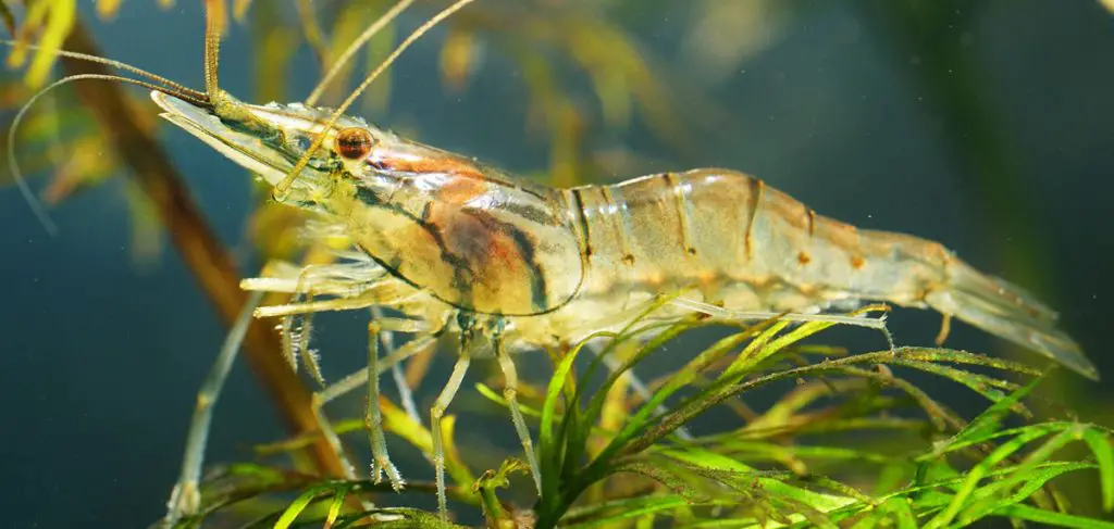 ghost shrimp in a planted tank