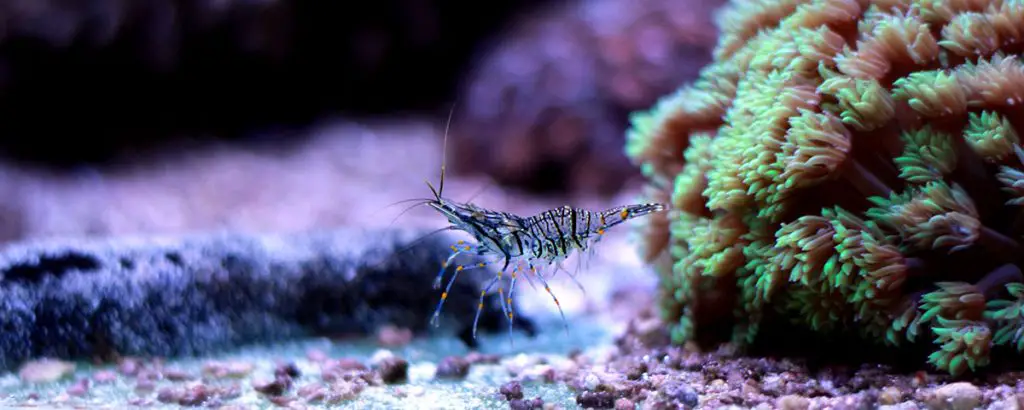 glass shrimp care guide