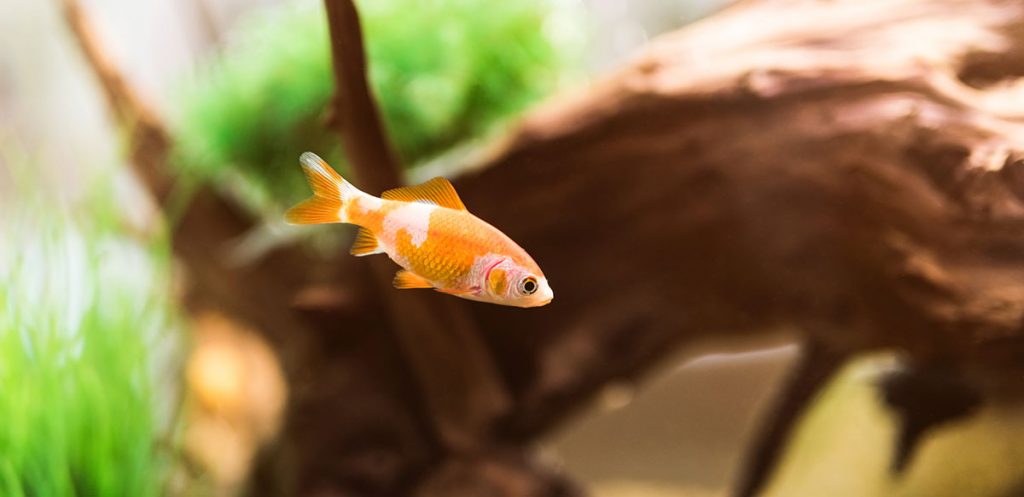 goldfish in the best 10 gallon fish tank