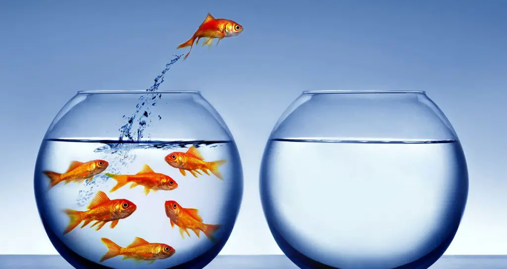 goldfish jumping out of bowl