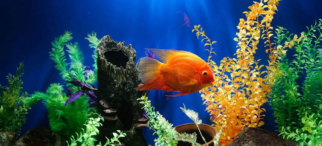 goldfish swimming in the best 10 gallon tank
