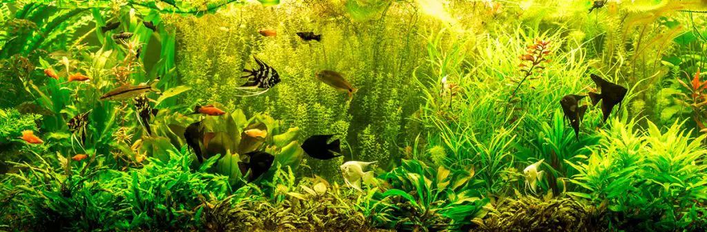 green aquarium background