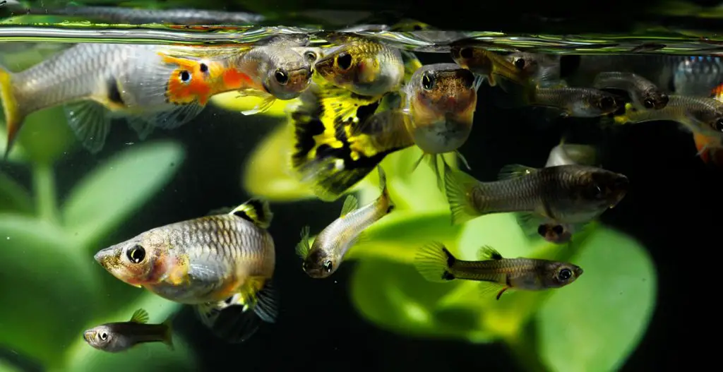 guppies in a 10 gallon tank