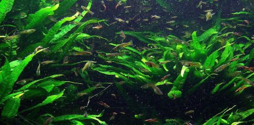 guppy grass