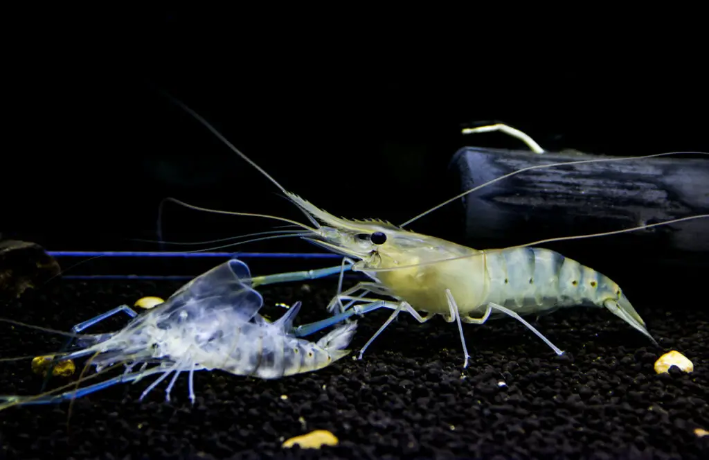 how to care for ghost shrimp