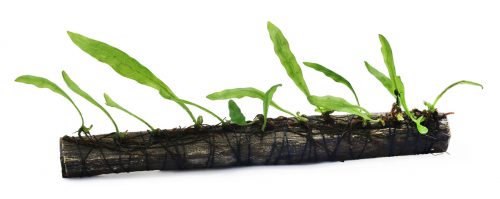 java fern best low light aquarium plant