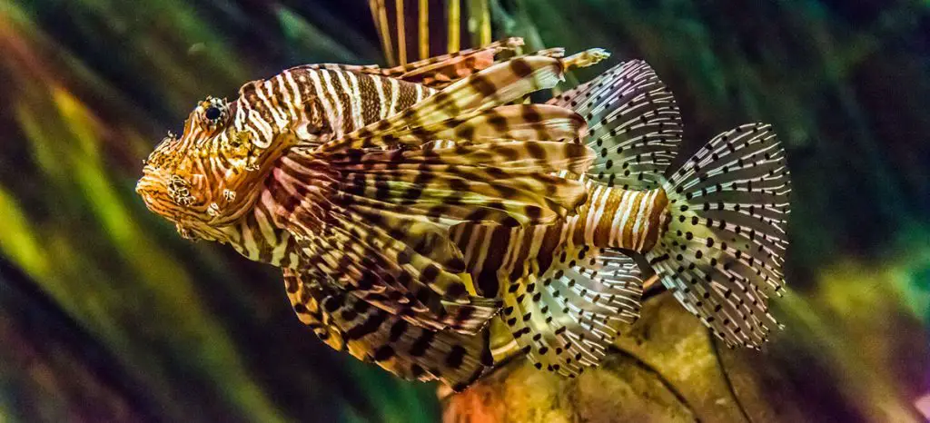 lion fish best reef salt