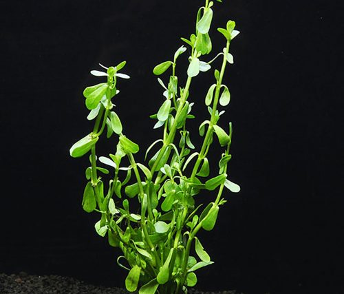 moneywort