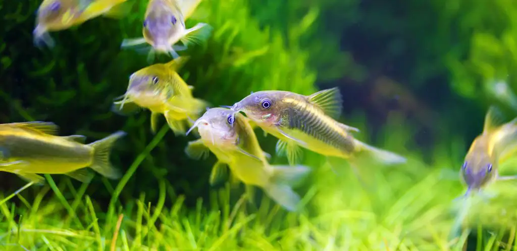 multiple corydoras swimming in a planted tank