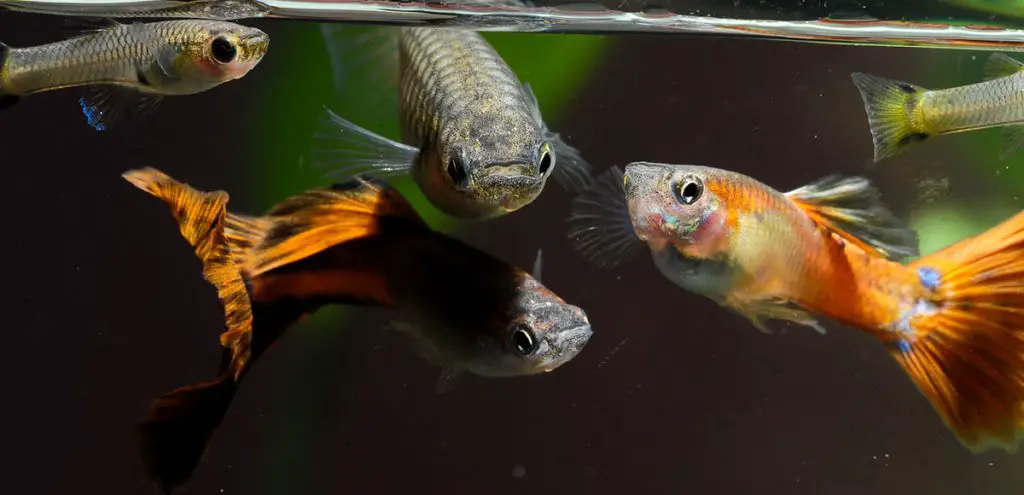 multiple fish in a bow front aquarium