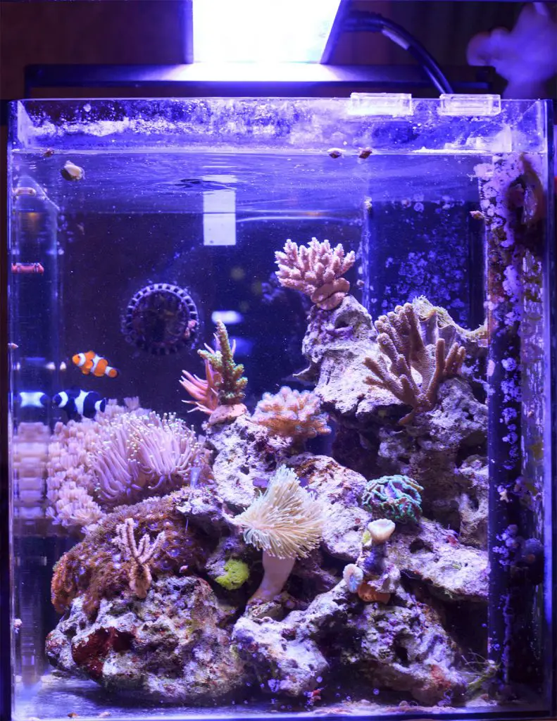 nano reef tank with LED lighting