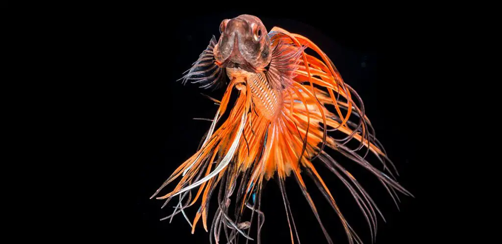 orange betta fish on black background best betta food