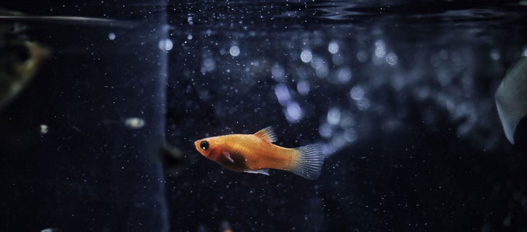 orange fish in the best 20 gallon aquarium kit