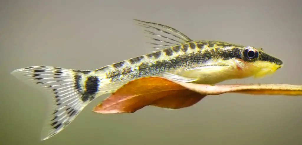 otocinclus care guide