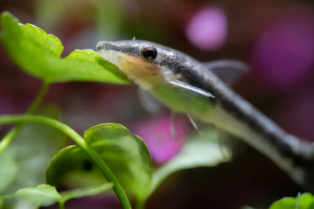 otocinclus fish care