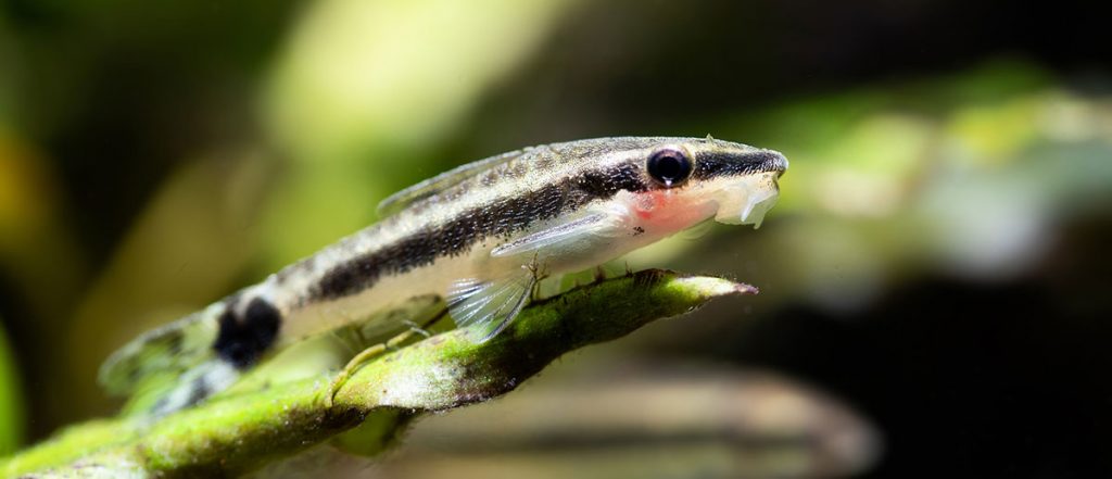 otocinclus in fish tank
