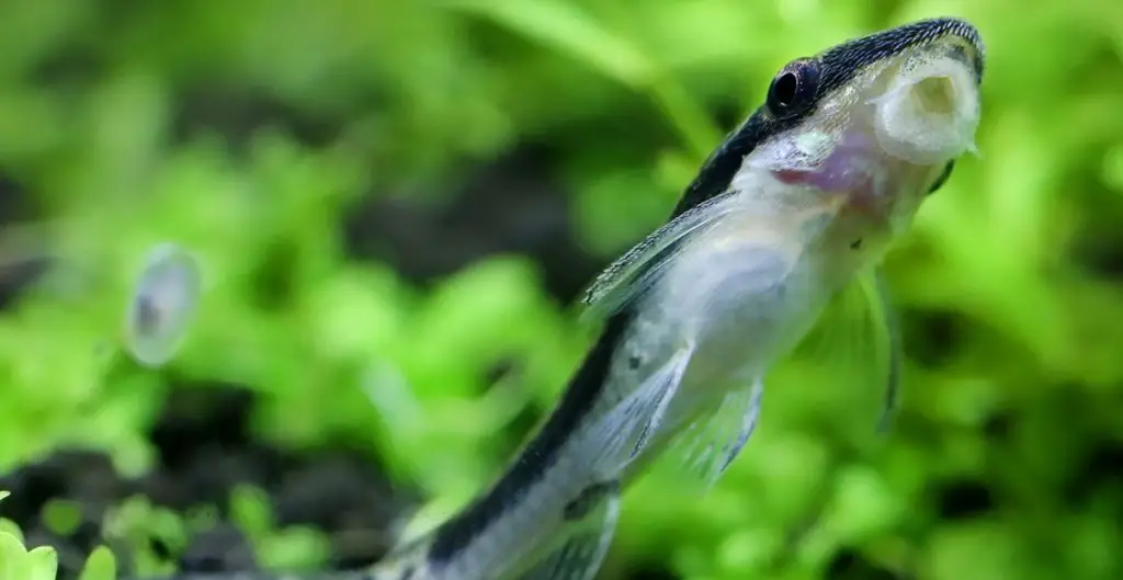 otocinclus in planted aquarium sucking on glass