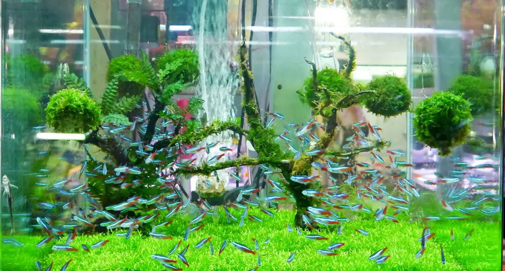 planted tank with blue and red fish best ATO