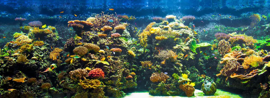 saltwater reef aquarium best ro di systems