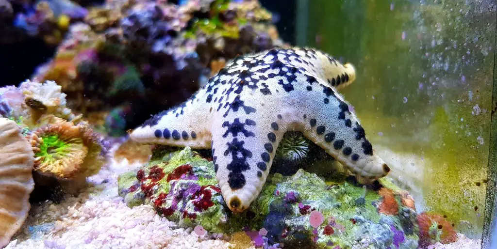 https://depositphotos.com/250058948/stock-photo-cake-american-starfish-anthenea-aspera.html