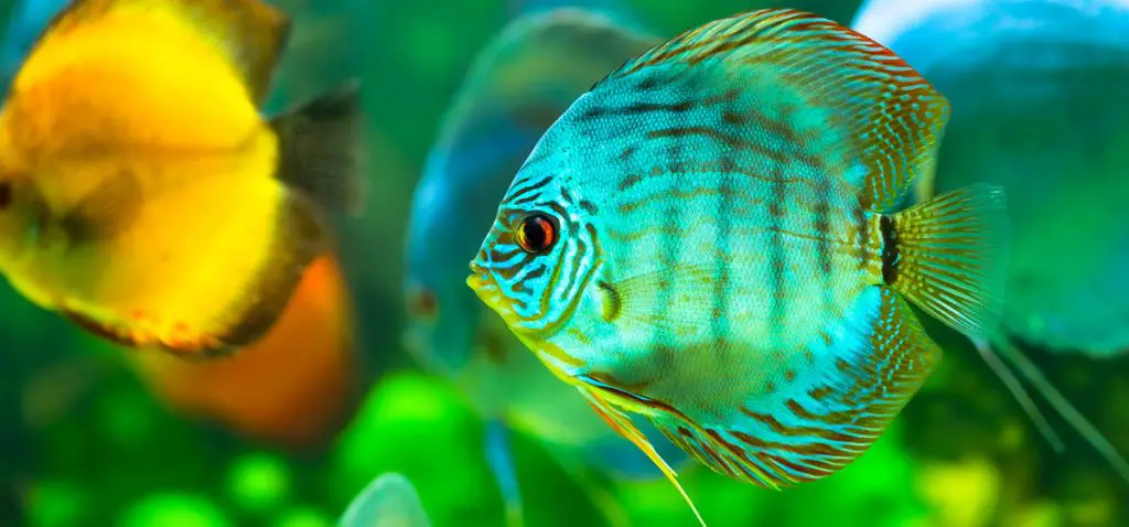 tropical discus fish best fish tank test kits