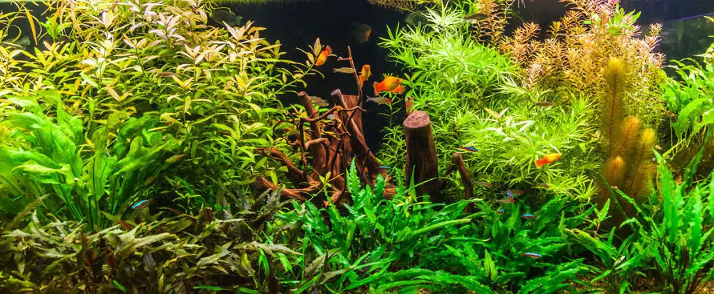 tropical freshwater aquarium with fishes best aquarium plant fertilizer