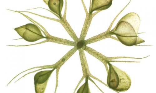 waterwheel plant
