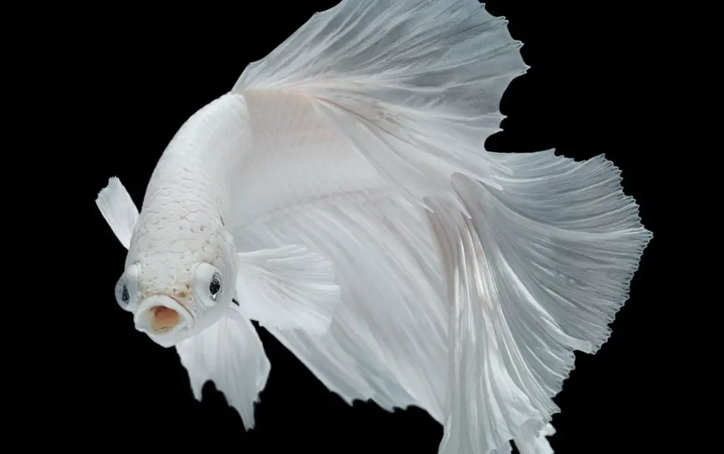 white betta fish on black background best betta food