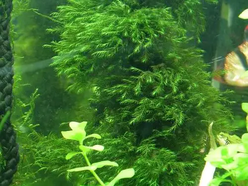 willow moss