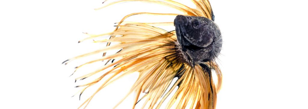 Close-up underwater view Siamese Fighting Fish isolated on white