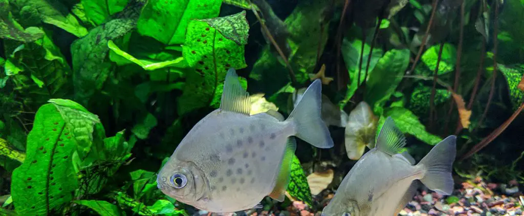 Pair of Spotted Silver Dollar Fish swimming past java fern