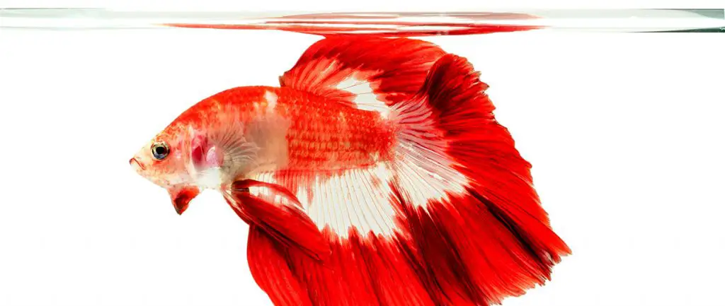 Red Siamese Fighting Fish isolated on white