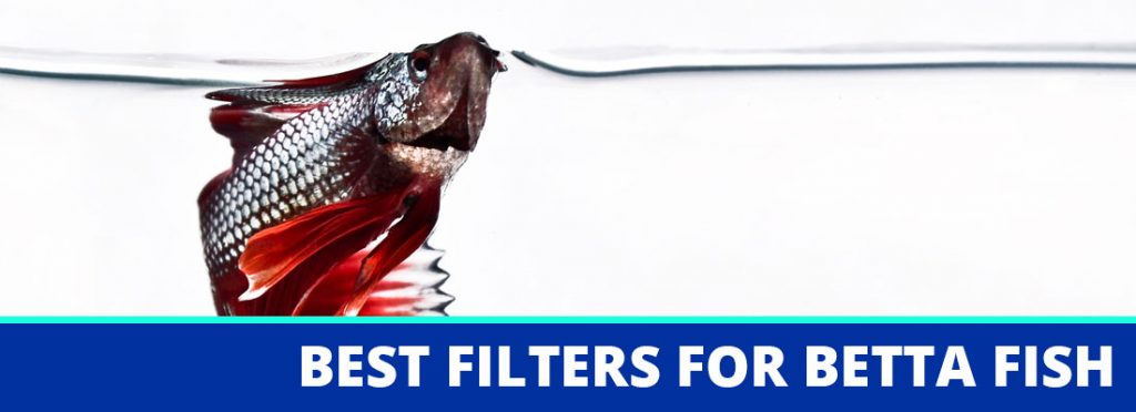 best filter for betta fish header