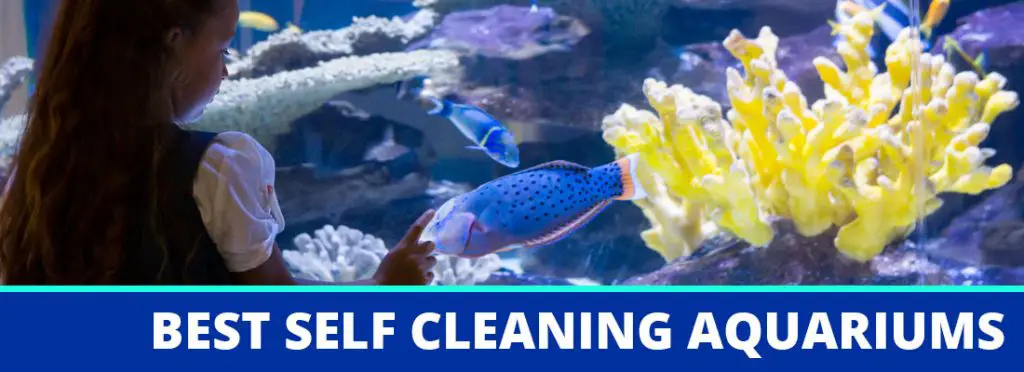 best self cleaning aquarium header