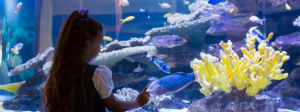 best self cleaning aquarium with girl pointing to fish