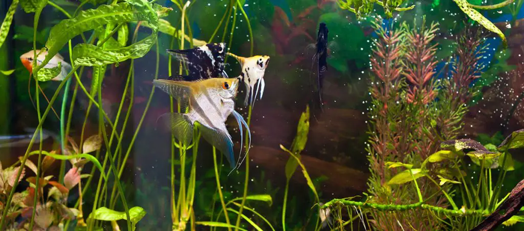 fish in planted tank best co2 system for aquariums