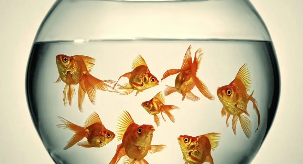 goldfish in small bowl