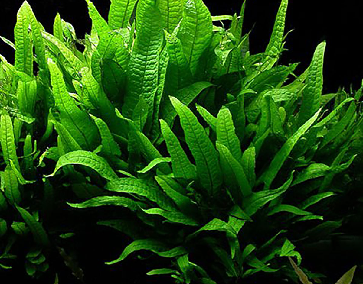 Java Fern Plant Care Guide: Growth, Maintenance, Benefits & Profile