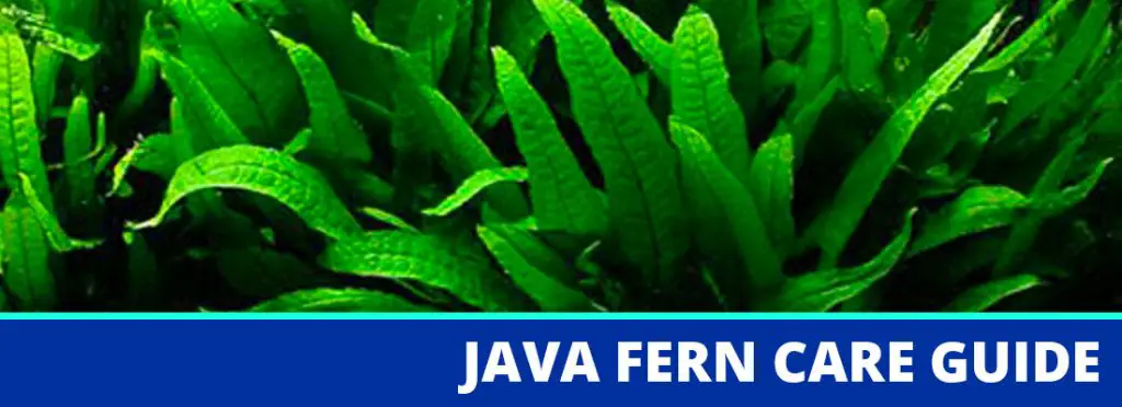 java fern care guide header