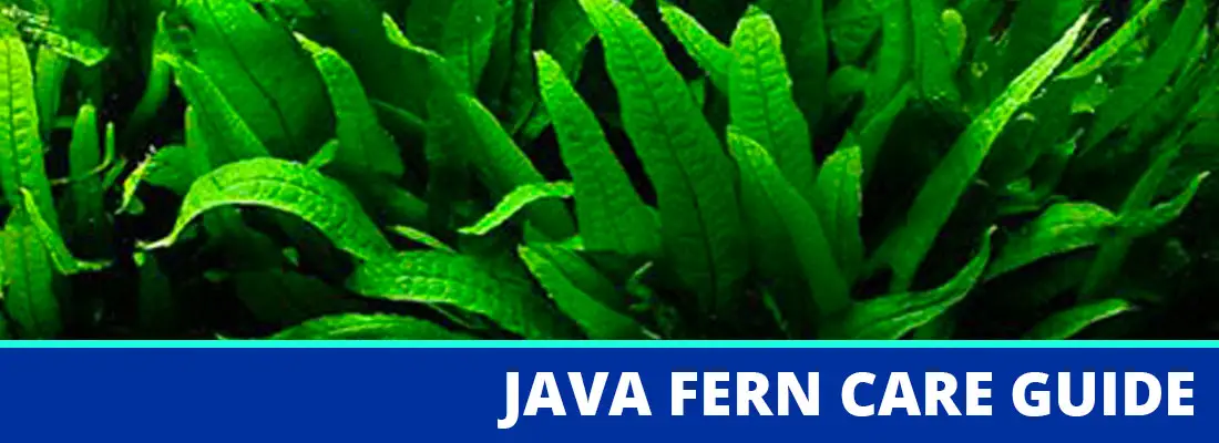Java Fern Plant Care Guide: Growth, Maintenance, Benefits & Profile