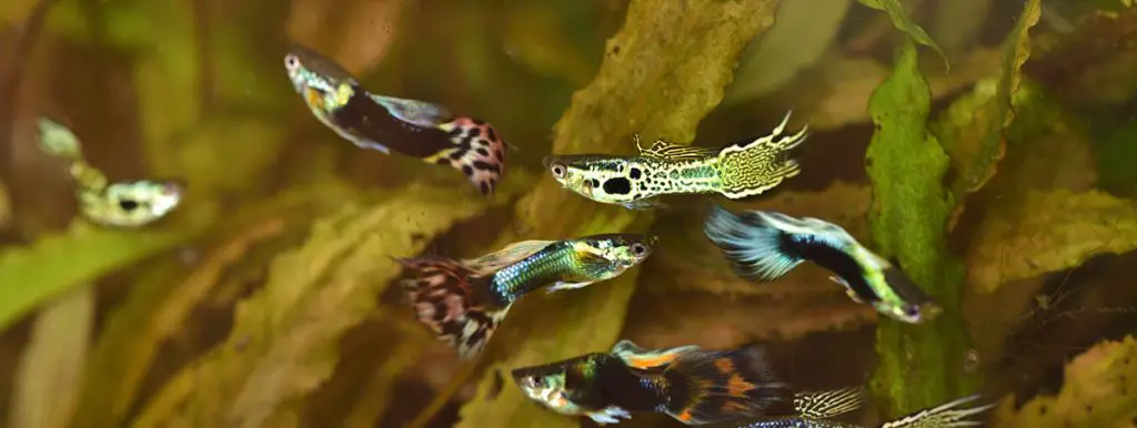 male guppy fish low maintenance fish tank