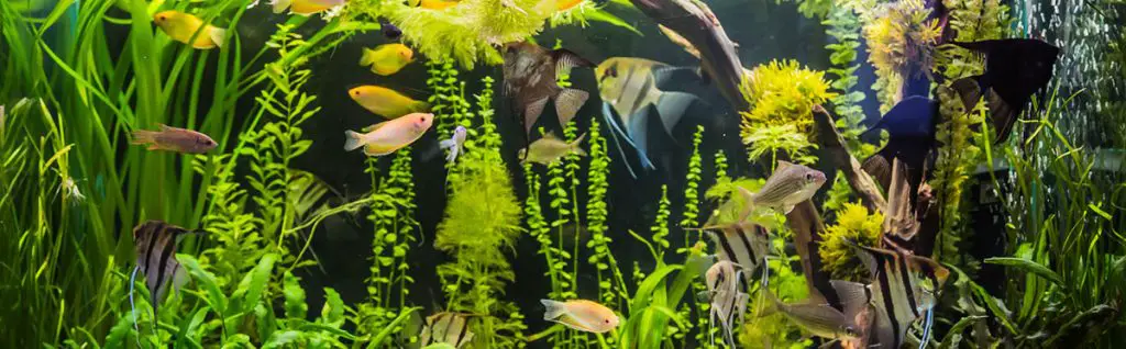 planted tank with fish in a co2 system aquarium