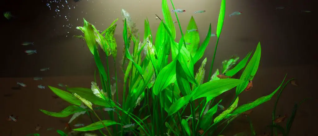 planted tank with live plants and fish needs a co2 system