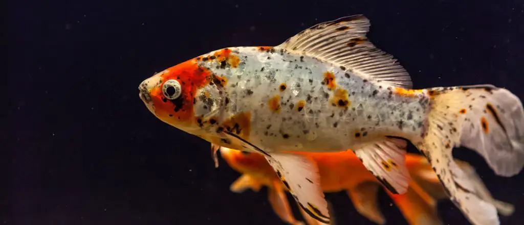 tropical fresh water aquarium with gold fish self cleaning