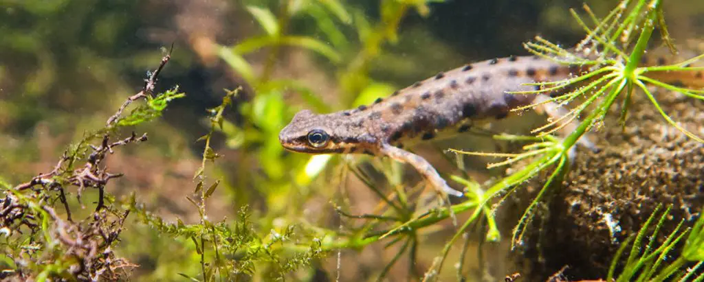 common newt swimming amongst hornwort