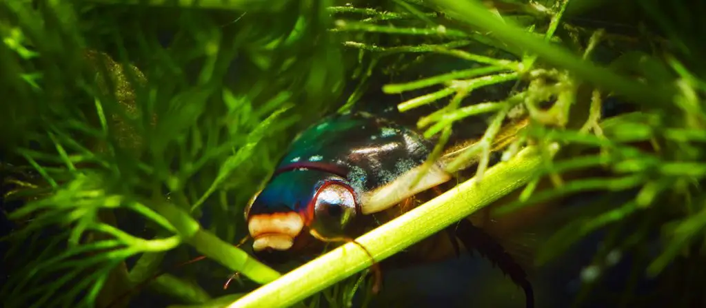 great diving beetle amongst hornwort